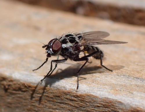 Réf. 294 872 : Anthomyia pluvialis